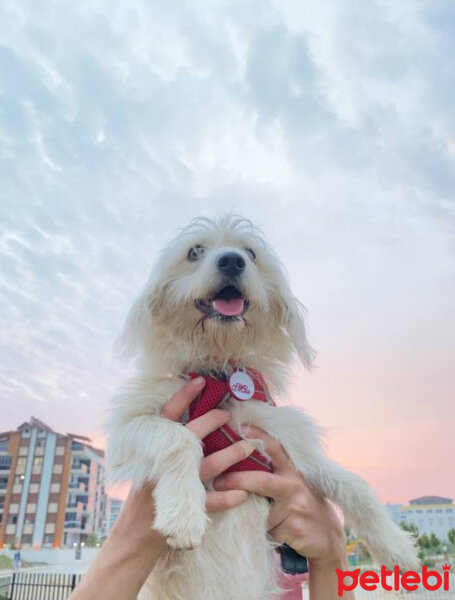 Glen of Imaal Terrier, Köpek  Mia fotoğrafı