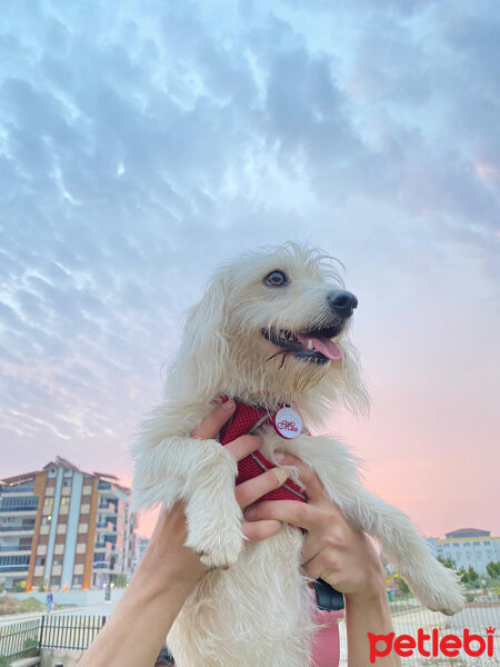 Glen of Imaal Terrier, Köpek  Mia fotoğrafı