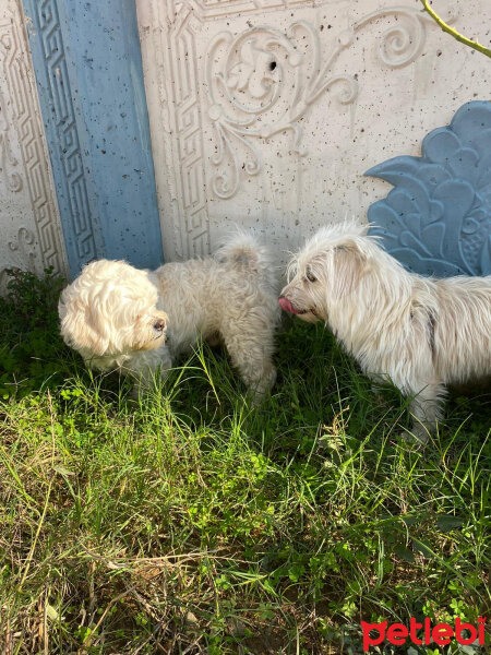 Glen of Imaal Terrier, Köpek  Mia fotoğrafı