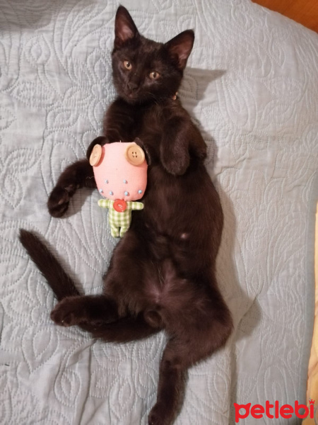 Bombay, Kedi  Şavi fotoğrafı