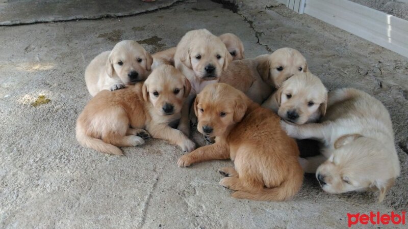 Golden Retriever, Köpek   8 tane saf yavru golden fotoğrafı