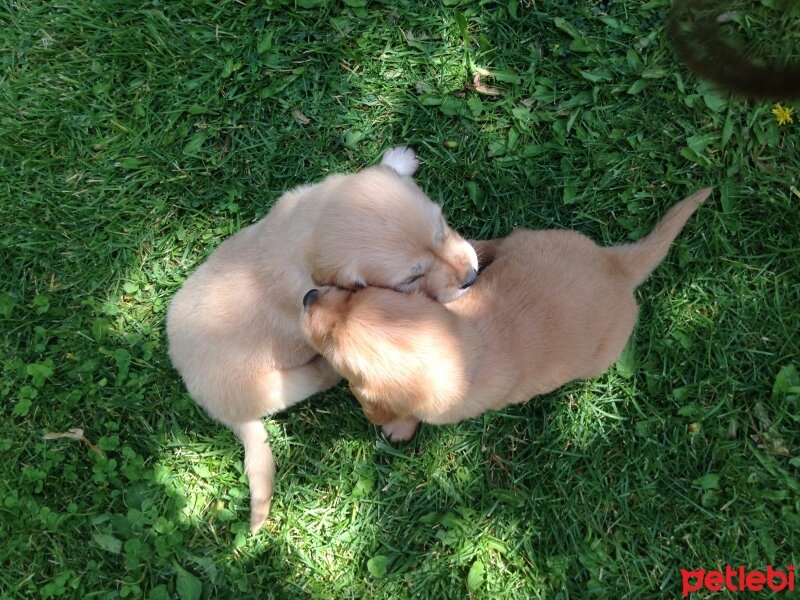 Golden Retriever, Köpek   8 tane saf yavru golden fotoğrafı