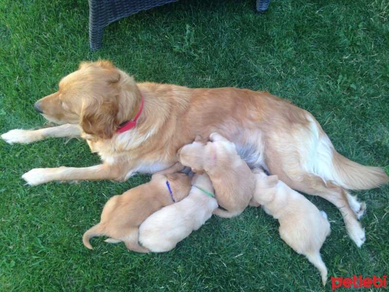 Golden Retriever, Köpek   8 tane saf yavru golden fotoğrafı