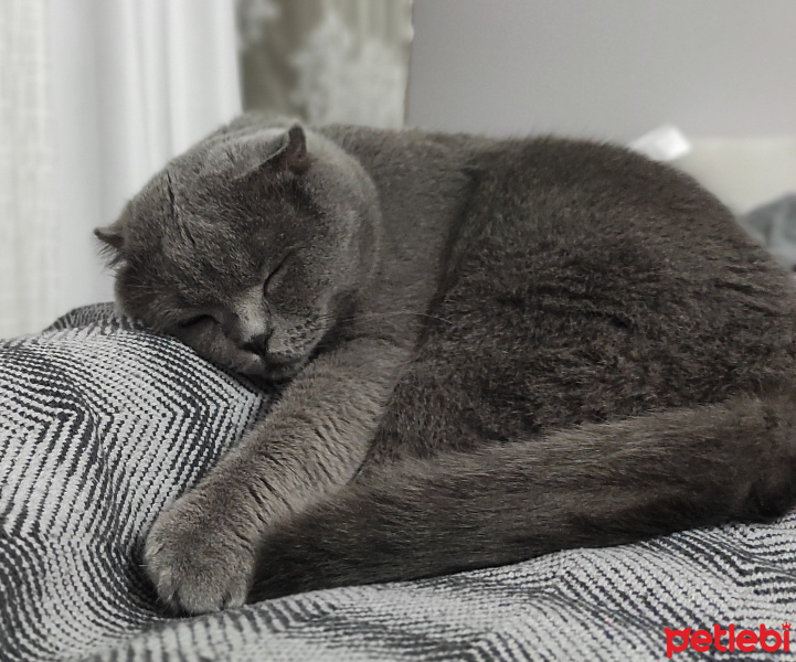 Scottish Fold, Kedi  Dolar fotoğrafı
