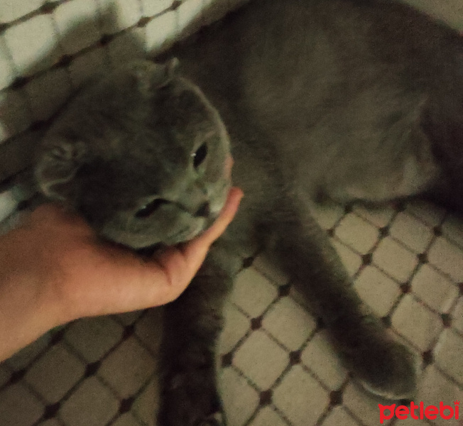 Scottish Fold, Kedi  Dolar fotoğrafı