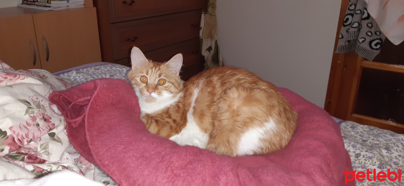 British Shorthair, Kedi  Tarçın fotoğrafı
