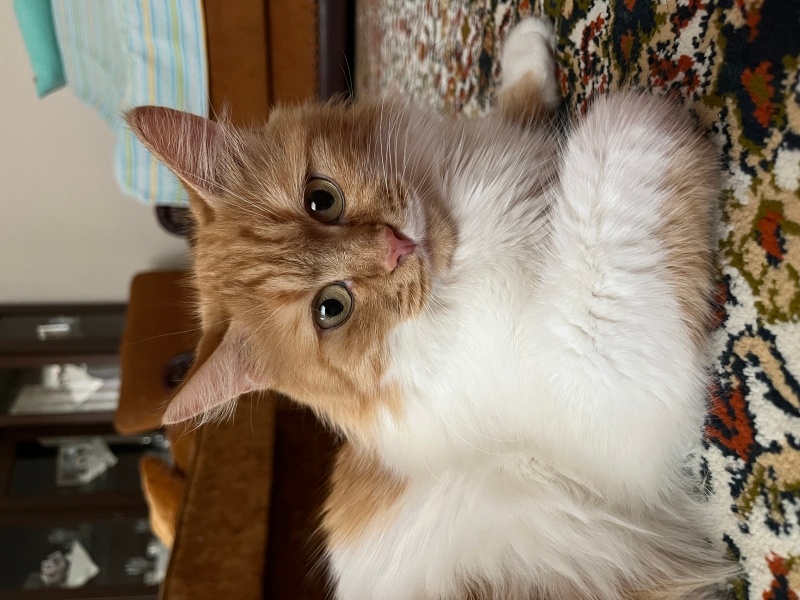 British Shorthair, Kedi  Tarçın fotoğrafı