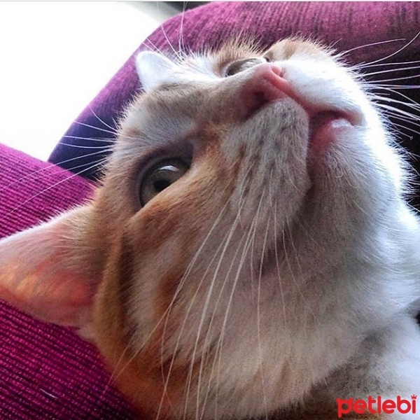 Tekir Kedi, Kedi  Bia fotoğrafı