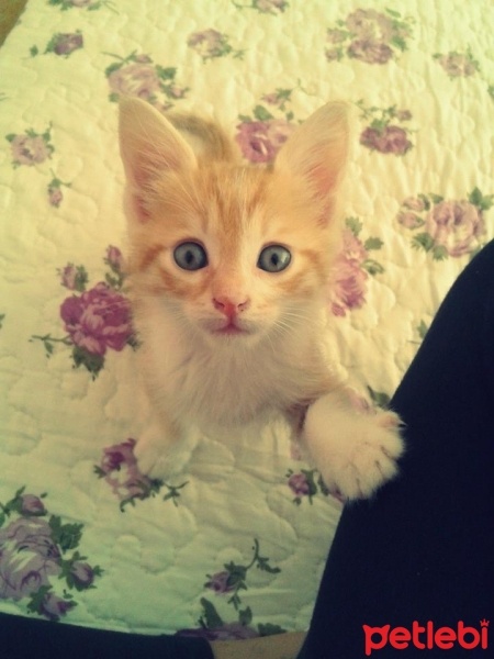 Tekir Kedi, Kedi  Bia fotoğrafı