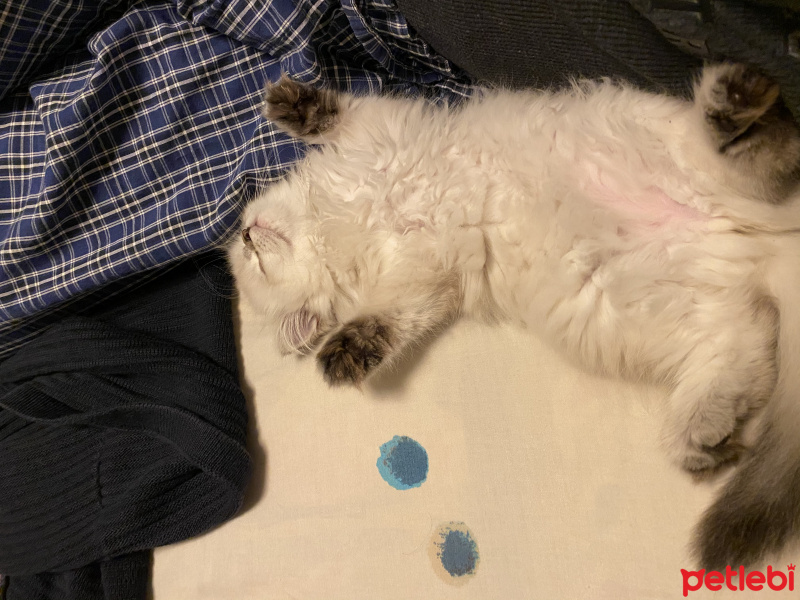 Scottish Fold, Kedi  Lucy fotoğrafı