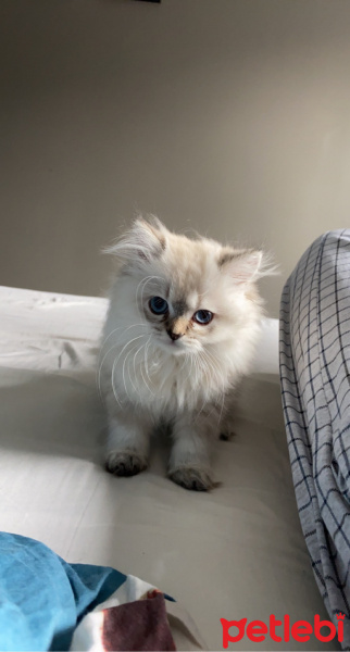 Scottish Fold, Kedi  Lucy fotoğrafı