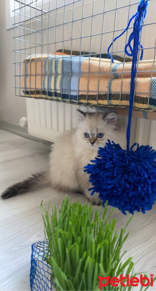 Scottish Fold, Kedi  Lucy fotoğrafı
