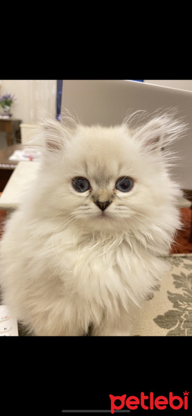 Scottish Fold, Kedi  Lucy fotoğrafı