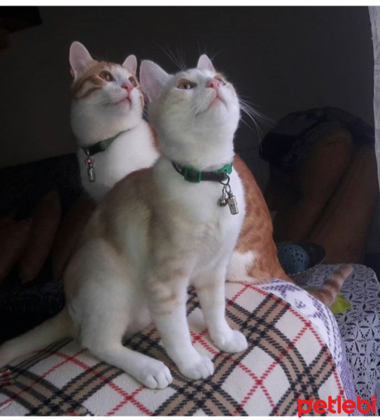 Tekir Kedi, Kedi  SARU VE SİMBA fotoğrafı