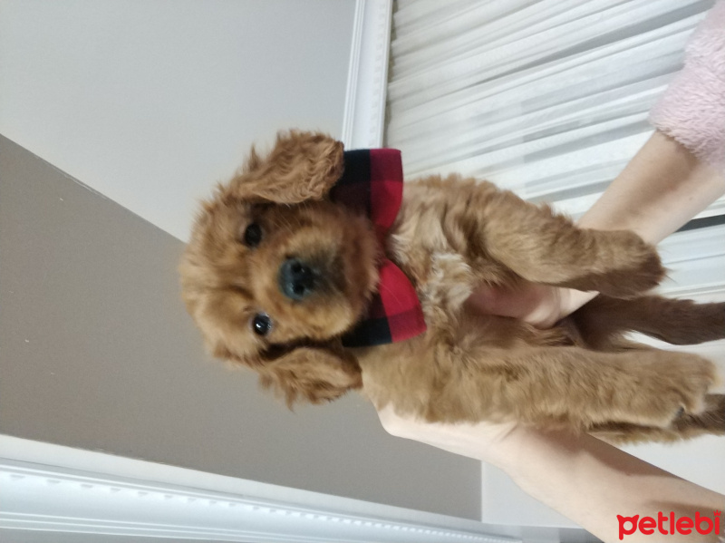 Amerikan Cocker Spaniel, Köpek  Rocky fotoğrafı