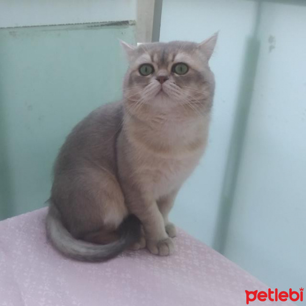 İran Kedisi (Persian), Kedi  Duman fotoğrafı