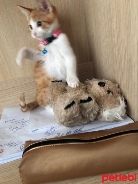 Sarman, Kedi  Maya fotoğrafı