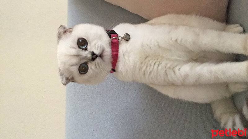 Scottish Fold, Kedi  Chanel fotoğrafı