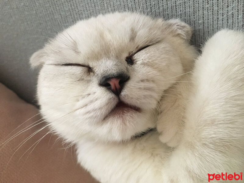 Scottish Fold, Kedi  Chanel fotoğrafı