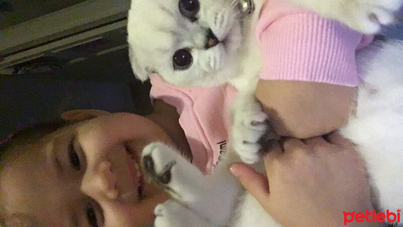 Scottish Fold, Kedi  Chanel fotoğrafı