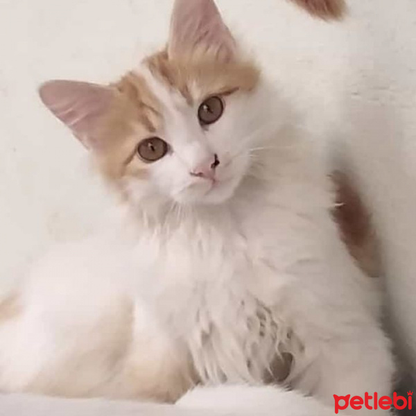 Sarman, Kedi  Pofiş fotoğrafı