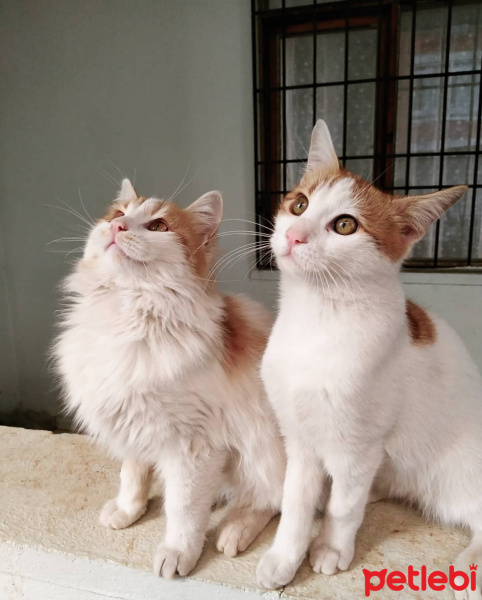 Sarman, Kedi  Pofiş fotoğrafı