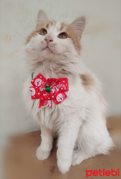 Sarman, Kedi  Pofiş fotoğrafı