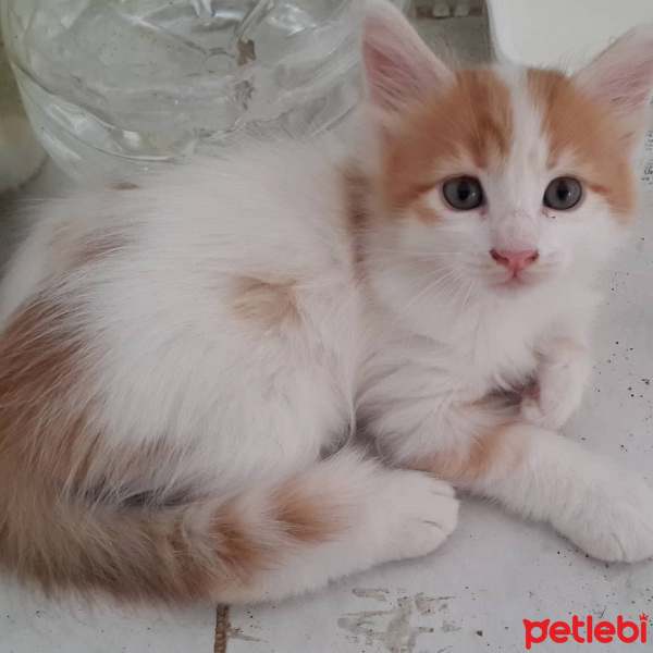 Sarman, Kedi  Pofiş fotoğrafı