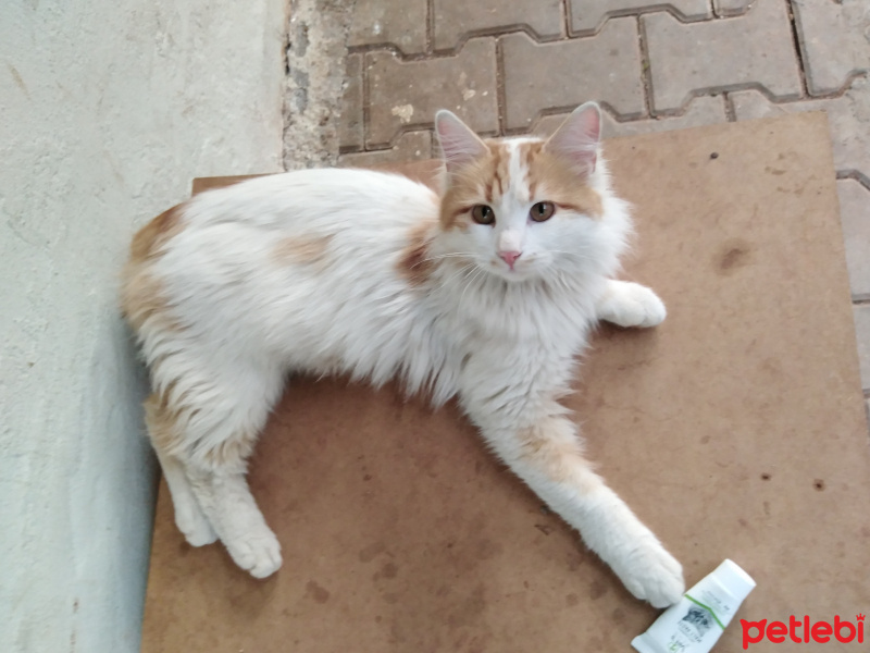 Sarman, Kedi  Pofiş fotoğrafı