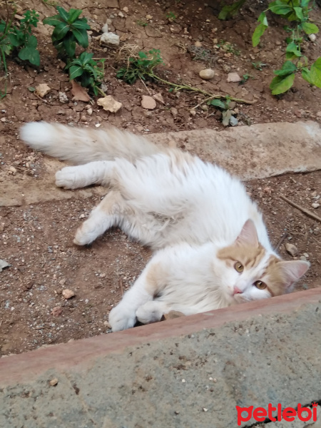 Sarman, Kedi  Pofiş fotoğrafı