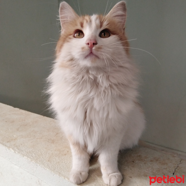 Sarman, Kedi  Pofiş fotoğrafı