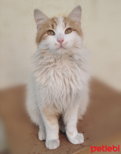 Sarman, Kedi  Pofiş fotoğrafı