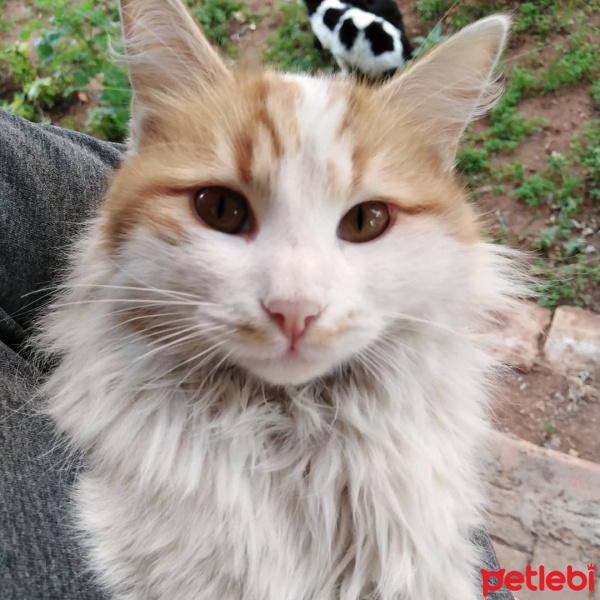 Sarman, Kedi  Pofiş fotoğrafı