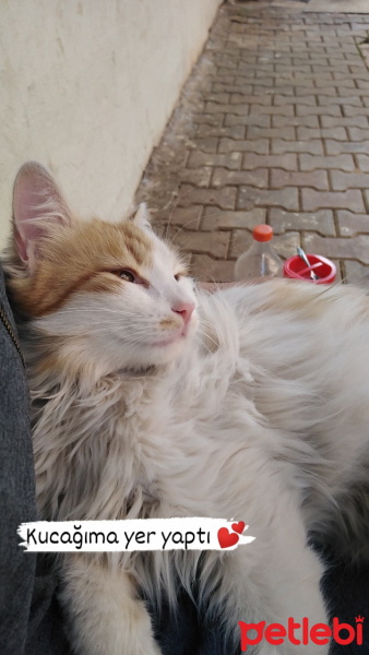 Sarman, Kedi  Pofiş fotoğrafı