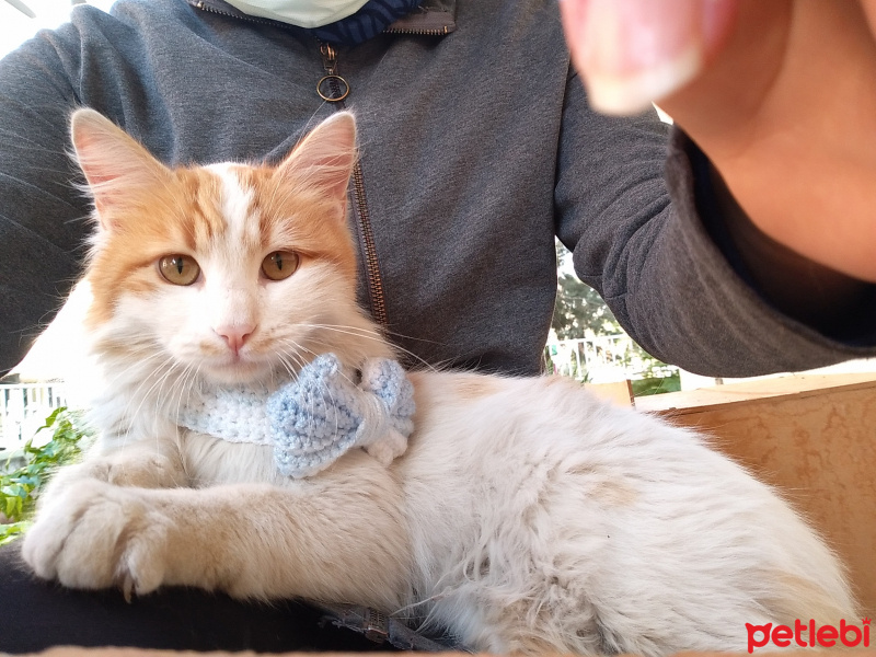 Sarman, Kedi  Pofiş fotoğrafı