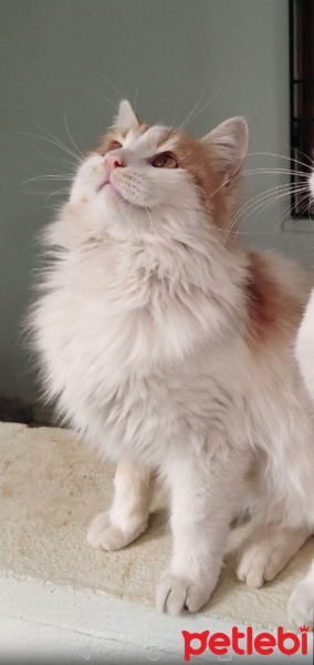Sarman, Kedi  Pofiş fotoğrafı