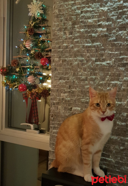Sarman, Kedi  Lion fotoğrafı