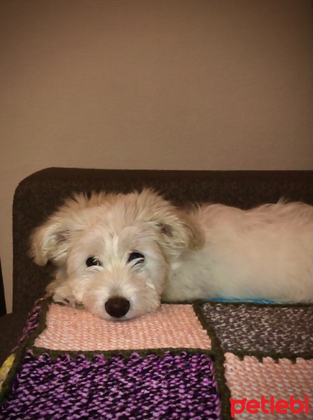 Maltese, Köpek  Pablo fotoğrafı