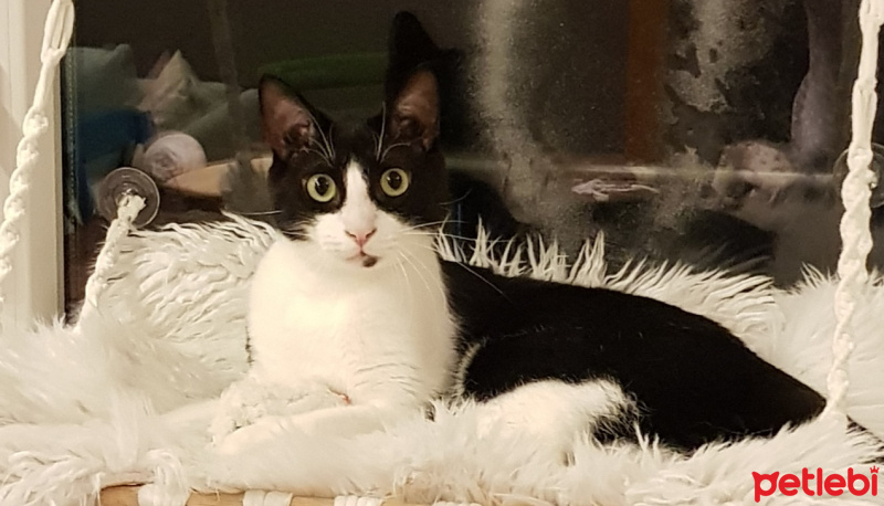 Tekir Kedi, Kedi  ÇARŞI fotoğrafı