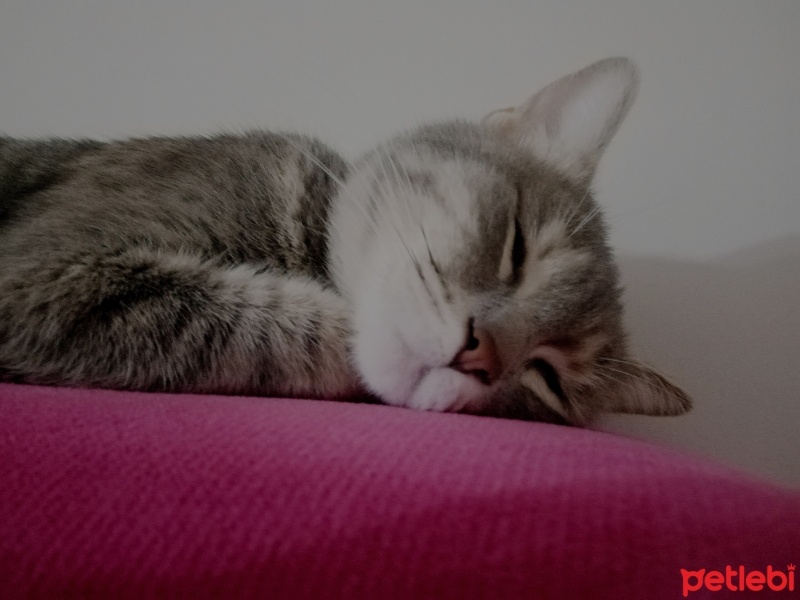 Tekir Kedi, Kedi  Köpük fotoğrafı