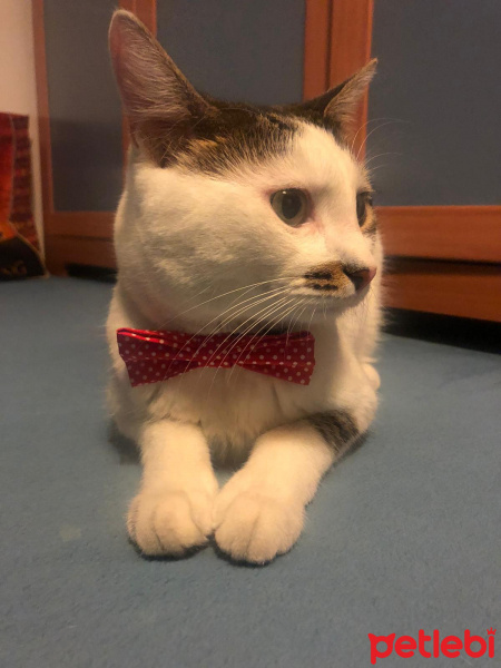 Tekir Kedi, Kedi  Mösyö fotoğrafı