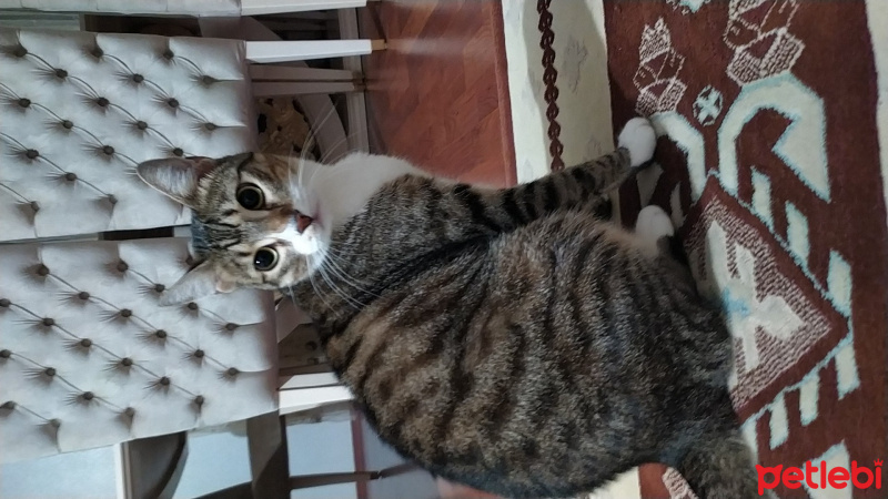 Tekir Kedi, Kedi  Irmak fotoğrafı