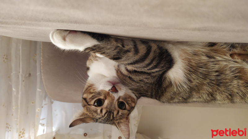 Tekir Kedi, Kedi  Irmak fotoğrafı
