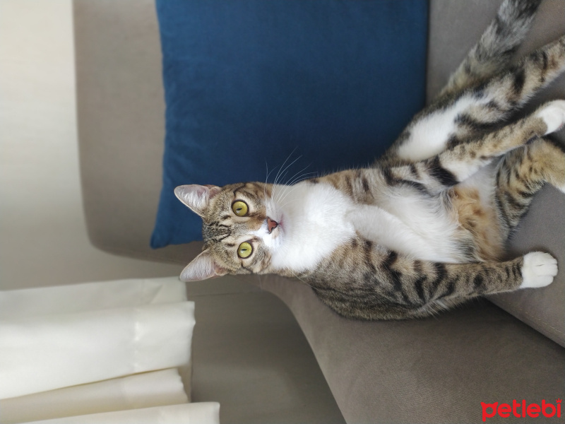 Tekir Kedi, Kedi  Irmak fotoğrafı
