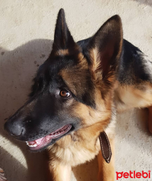 Alman Çoban Köpeği, Köpek  Berlin fotoğrafı