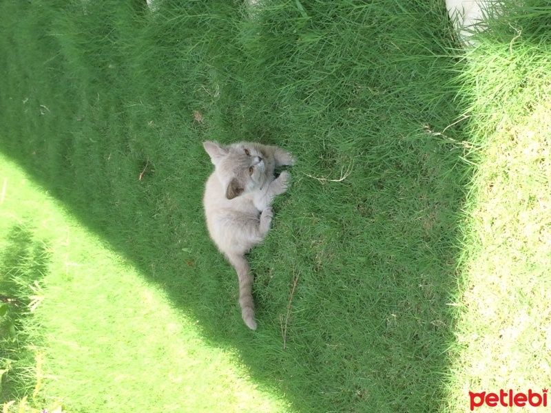 Exotic Shorthair, Kedi  mos fotoğrafı