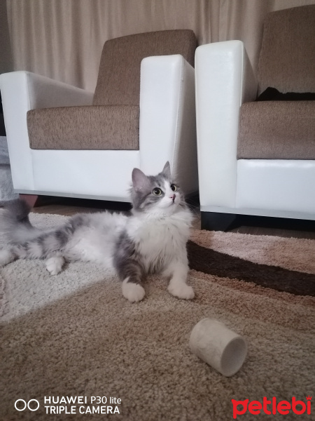 British Shorthair, Kedi  Afrodit fotoğrafı