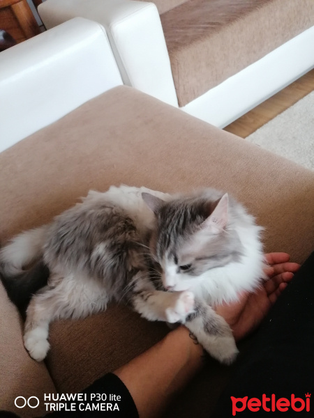 British Shorthair, Kedi  Afrodit fotoğrafı