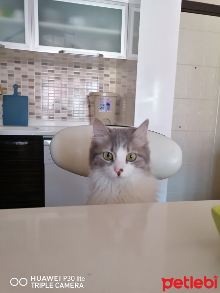 British Shorthair, Kedi  Afrodit fotoğrafı