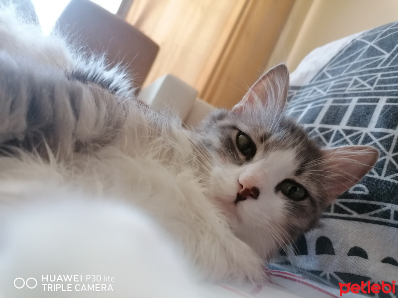 British Shorthair, Kedi  Afrodit fotoğrafı